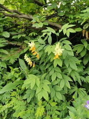 Lathyrus laevigatus occidentalis