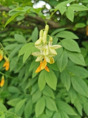 Lathyrus laevigatus occidentalis
