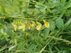 Lathyrus laevigatus occidentalis