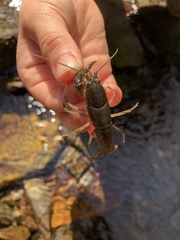 Cambarus bartonii bartonii