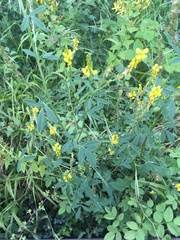 Melilotus altissimus