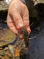 Cambarus bartonii bartonii