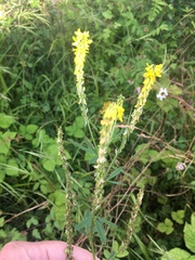 Melilotus altissimus