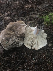 Russula dissimulans