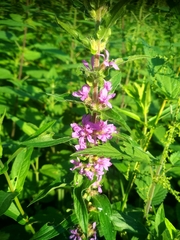 Lythrum salicaria