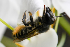 Megachile latimanus
