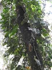 Monstera siltepecana