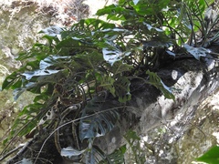 Monstera siltepecana