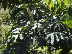 Oreopanax langlassei