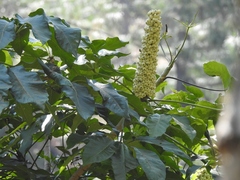 Oreopanax langlassei