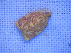 Adoxophyes templana
