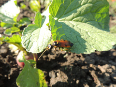 Acantholyda hieroglyphica