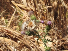 Cirsium mexicanum