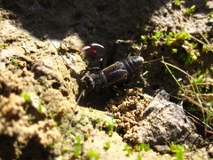 Modicogryllus frontalis