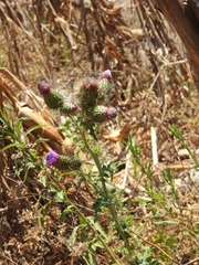 Cirsium mexicanum