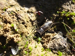 Modicogryllus frontalis