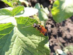 Acantholyda hieroglyphica