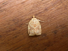 Adoxophyes templana