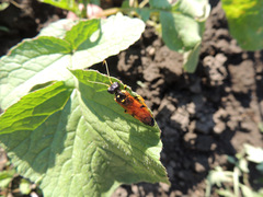 Acantholyda hieroglyphica