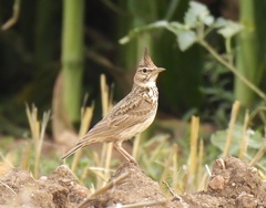 Galerida cristata meridionalis