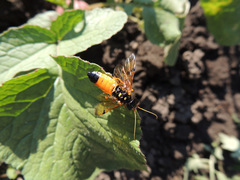 Acantholyda hieroglyphica