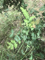 Berberis swaseyi