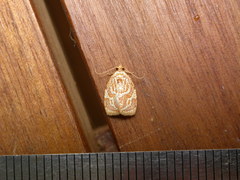 Adoxophyes templana