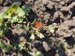 Acantholyda hieroglyphica