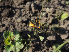 Acantholyda hieroglyphica