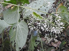 Peteravenia schultzii