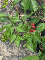 Solanum dulcamara
