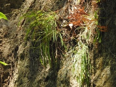 Pinaropappus spathulatus