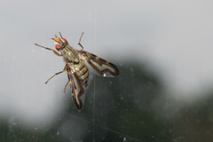 Otites lamed