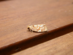 Adoxophyes templana