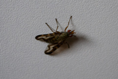Otites lamed