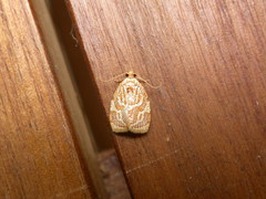 Adoxophyes templana