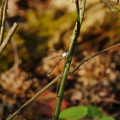 Lestes vigilax