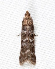Ortholepis pasadamia