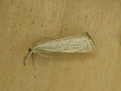 Agriphila plumbifimbriellus