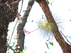 Tillandsia fuchsii