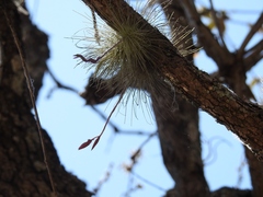 Tillandsia fuchsii