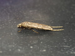 Gerontha acrosthenia