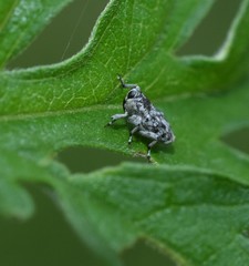 Cylindrocopturus nanulus