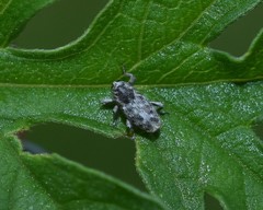 Cylindrocopturus nanulus