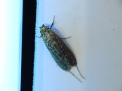 Gerontha acrosthenia