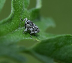 Cylindrocopturus nanulus