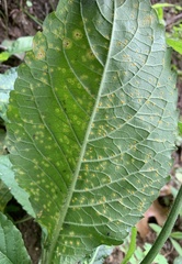 Coleosporium elephantopodis