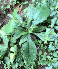 Coleosporium elephantopodis