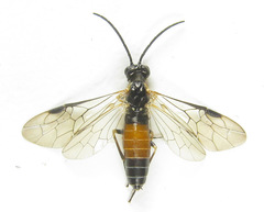 Strongylogaster mixta