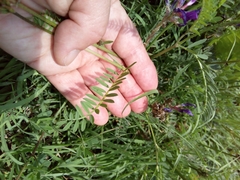 Astragalus onobrychis
